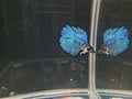 Male Betta Doble Tail