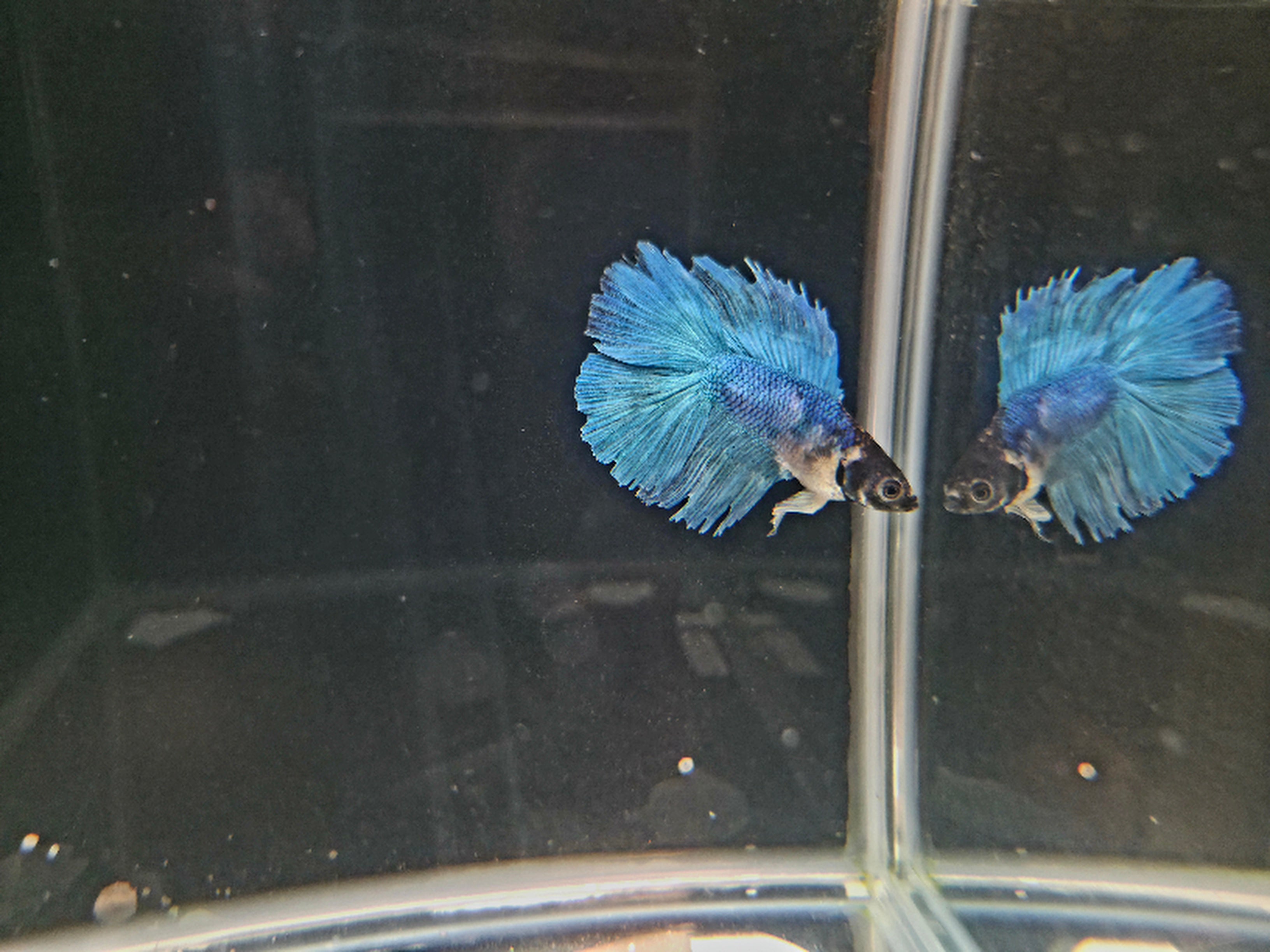Male Betta Doble Tail